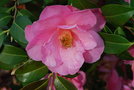 vignette Camellia x williamsii  'Daintiness'