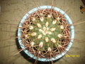 vignette Echinocactus grusonii
