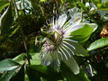 vignette Passiflora caerulea