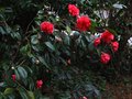 vignette Camellia reticulata Dr Clifford's Park au 28 03 10