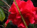 vignette Camellia reticulata Dr Clifford's Park gros plan de la fleur au 28 03 10