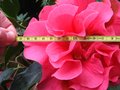 vignette Camellia reticulata Captain Rawes gros plan de la fleur au 28 03 10