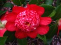 vignette Camellia japonica Bob's Tinsie au 28 03 10