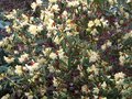 vignette Rhododendron Lutescens au 28 03 10