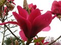 vignette Magnolia Vulcan gros plan1 des fleurs au 28 03 10