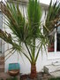 vignette 2010 washingtonia mars