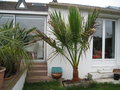 vignette 2010 washingtonia mars