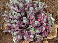 vignette Sedum spathulifolium 'purpureum'