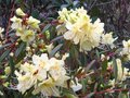 vignette Rhododendron Lutescens gros plan2 au 28 03 10