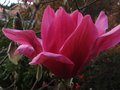 vignette Magnolia Vulcan vue1 de la fleur au 28 03 10