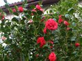 vignette Camellia japonica Kramers suprme au 28 03 10