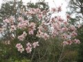 vignette Magnolia Iolanthe au 28 03 10