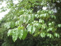 vignette Schefflera abyssinica