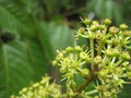 vignette Schefflera abyssinica