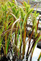 vignette Cyperaceae - Carex faux lupulina - Carex lupuliformis