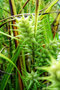 vignette Cyperaceae - Carex faux lupulina - Carex lupuliformis