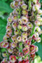 vignette Anacardiaceae - Sumac de Virginie - Rhus typhina