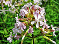 vignette Caryophyllaceae - Saponaire - Saponaria officinalis