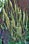 vignette Ranunculaceae - Cimicifuga dahurica