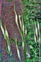 vignette Ranunculaceae - Cimicifuga dahurica