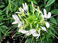 vignette Capparidaceae - Cleome spinosa