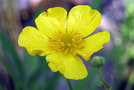 vignette Ranunculaceae - Bouton d'or - Ranunculus acris