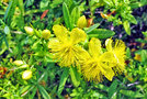 vignette Clusiaceae - Millepertuis perfoli - Hypericum perfoliatum