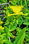 vignette Clusiaceae - Millepertuis perfolié - Hypericum perfoliatum