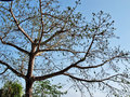 vignette Bombacaceae - Fromager (Kapok) - Ceiba pentandra