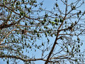 vignette Bombacaceae - Fromager (Kapok) - Ceiba pentandra