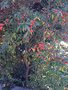 vignette Cotoneaster salicifolia - Cotoneaster  feuille de saule