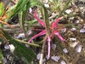 vignette Rhododendron macrosepalum linarifolium au 29 03 10