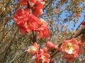 vignette Chaenomeles à fleurs roses autre vue au 29 03 10