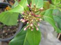 vignette Fuchsia paniculata au 29 03 10