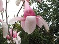 vignette Magnolia Star Wars aux trs grandes fleurs au 29 03 10