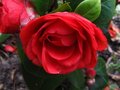 vignette Camellia Japonica Margherita Coleoni au 29 03 10
