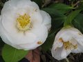 vignette Camellia japonica Mrs.D.W.Davies au 29 03 10