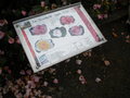 vignette panneau camellias au jardin public de Guingamp