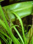 vignette Drosera capensis