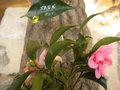 vignette Camellia 'Jack Pot'