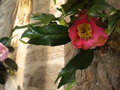 vignette Camellia 'Kingyo-tsubaki', japonica, syn : Fishtail, Quercifolia, Trifida, camellia  feuilles de poisson, camellia  feuilles de chne