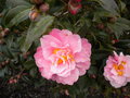 vignette Camellia 'Ol', hybride