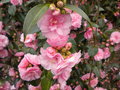 vignette Camellia 'Spring Festival', hybride