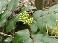 vignette Mahonia aquifolium