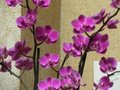 vignette Orchide