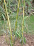 vignette Phyllostachys bambusoides 'castillonis inversa'