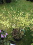 vignette corylopsis pauciflora