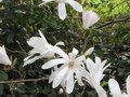 vignette Magnolia stellata au 30 03 10