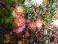 vignette Edgeworthia chrysantha red dragon au 30 03 10