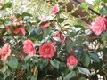 vignette Camellia japonica Chandleri egans toujours aussi florifre au 30 03 10